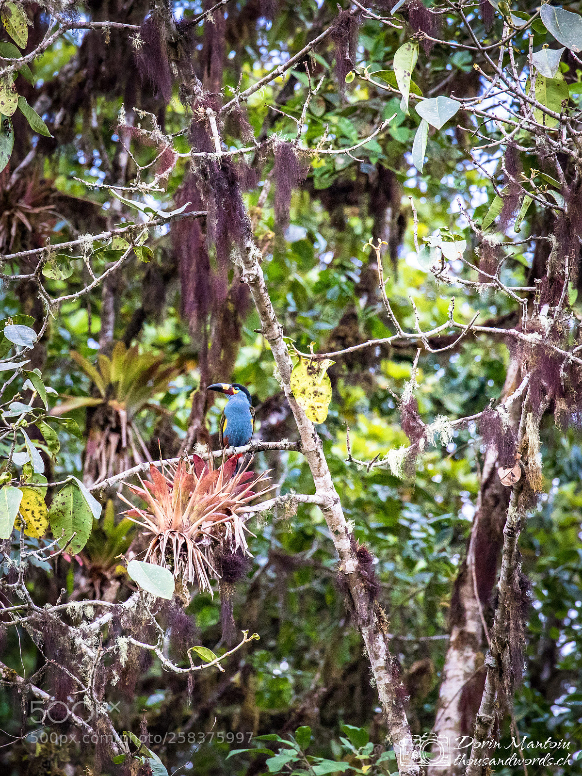Canon EOS 5D Mark IV sample photo. Tucan in bella vista photography