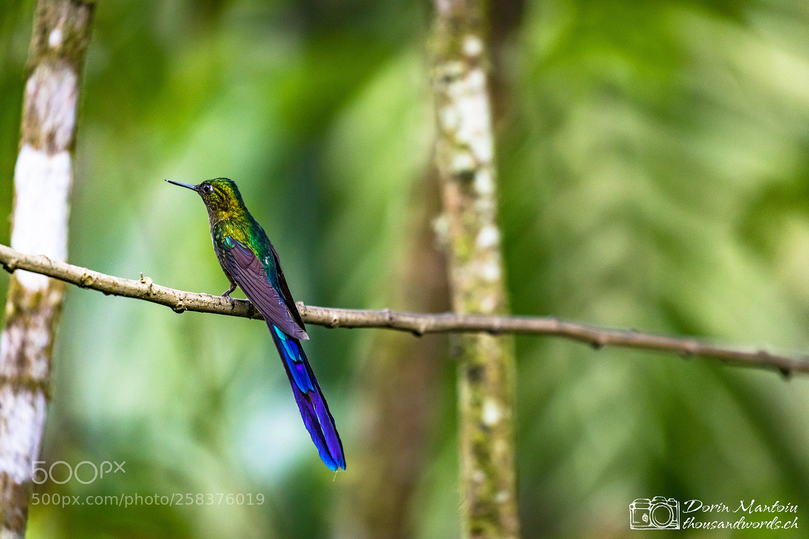 Canon EOS 5D Mark IV sample photo. Humming birds in bella photography