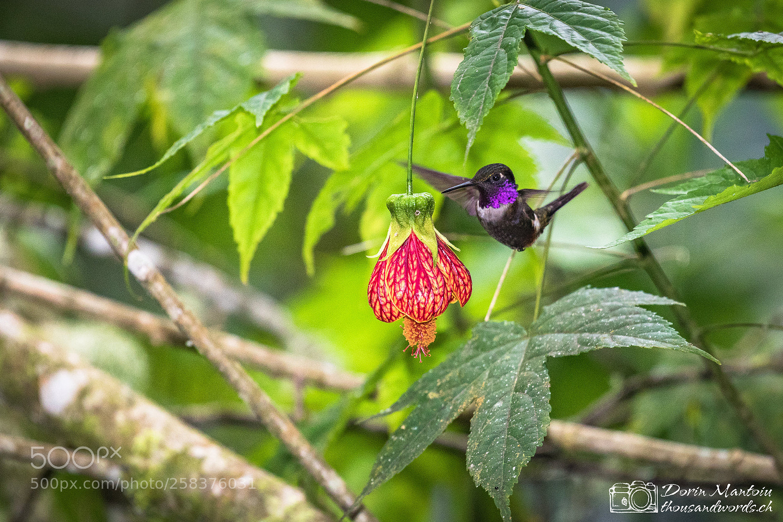 Canon EOS 5D Mark IV sample photo. Humming birds in bella photography