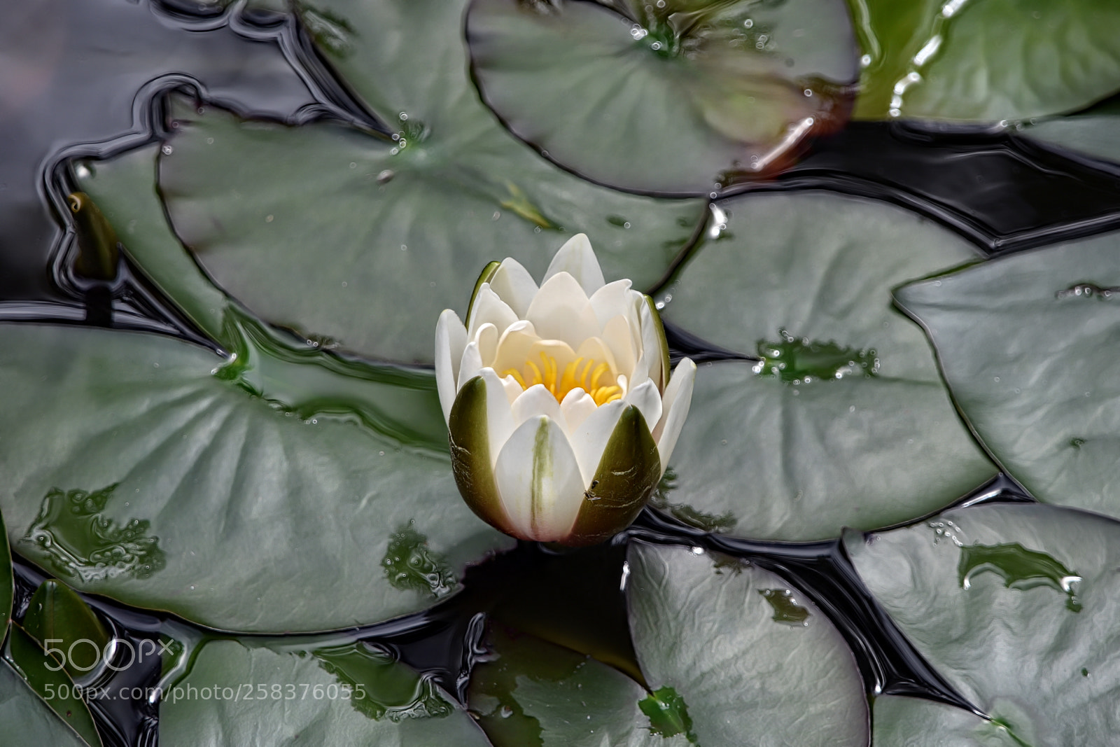 Nikon D750 sample photo. Nénuphar photography