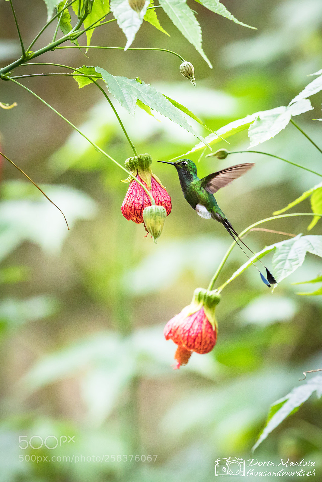 Canon EOS 5D Mark IV sample photo. Humming birds in bella photography