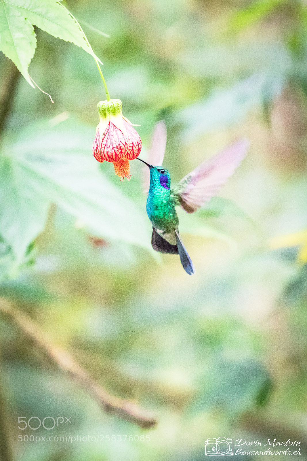 Canon EOS 5D Mark IV sample photo. Humming birds in bella photography