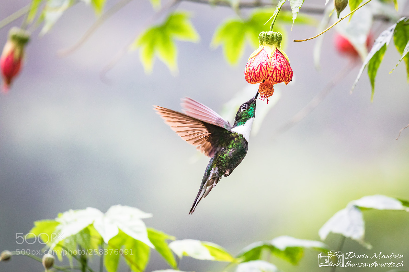 Canon EOS 5D Mark IV sample photo. Humming birds in bella photography