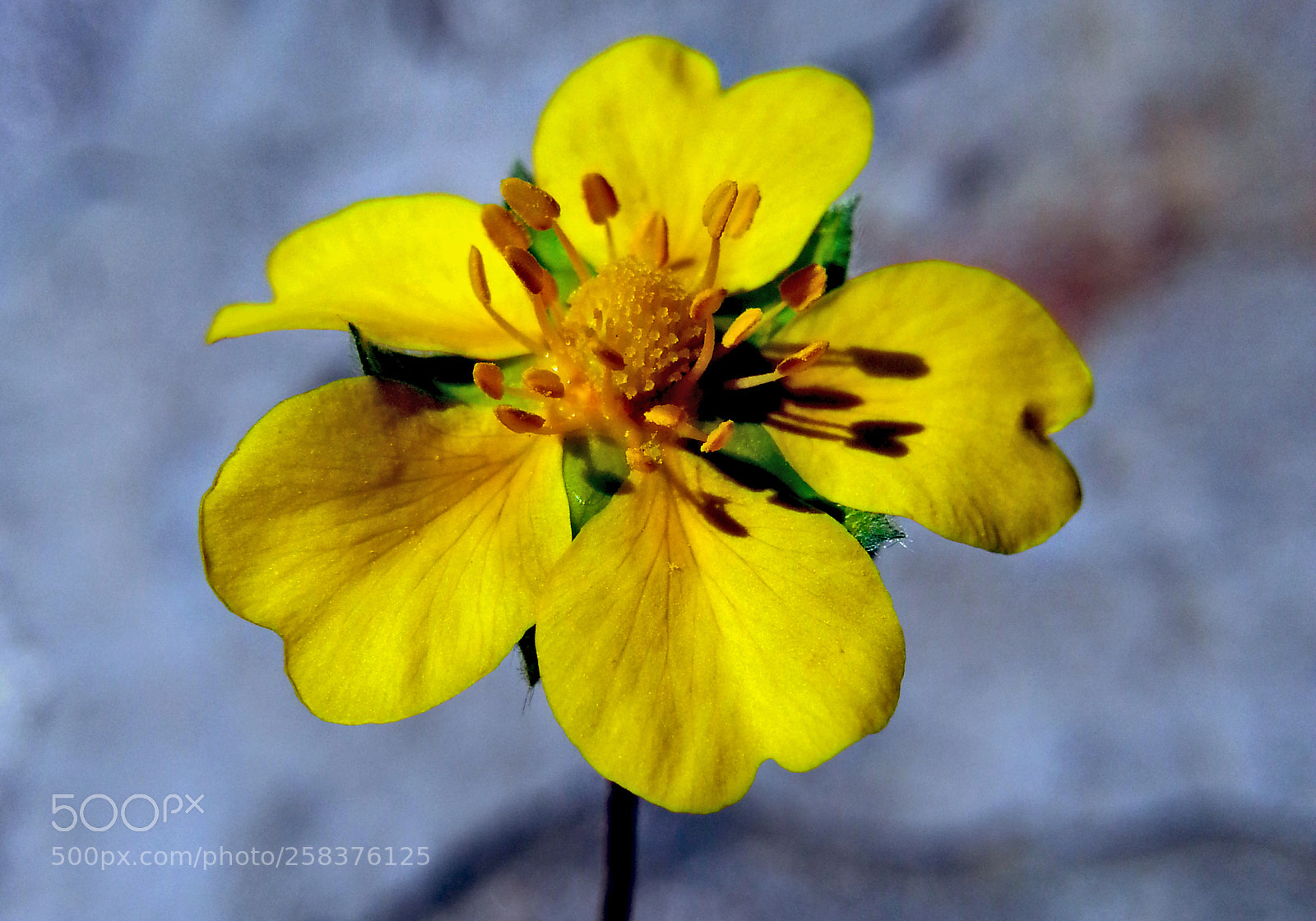 Samsung Galaxy Note2 sample photo. Flower photography