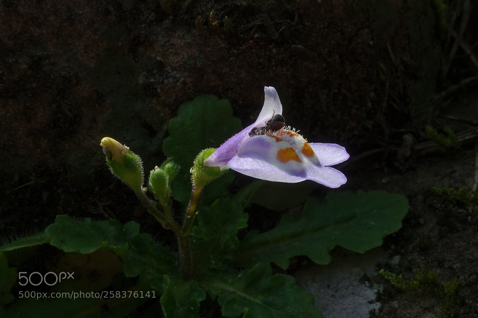 Sony Cyber-shot DSC-RX100 III sample photo. Little purple photography