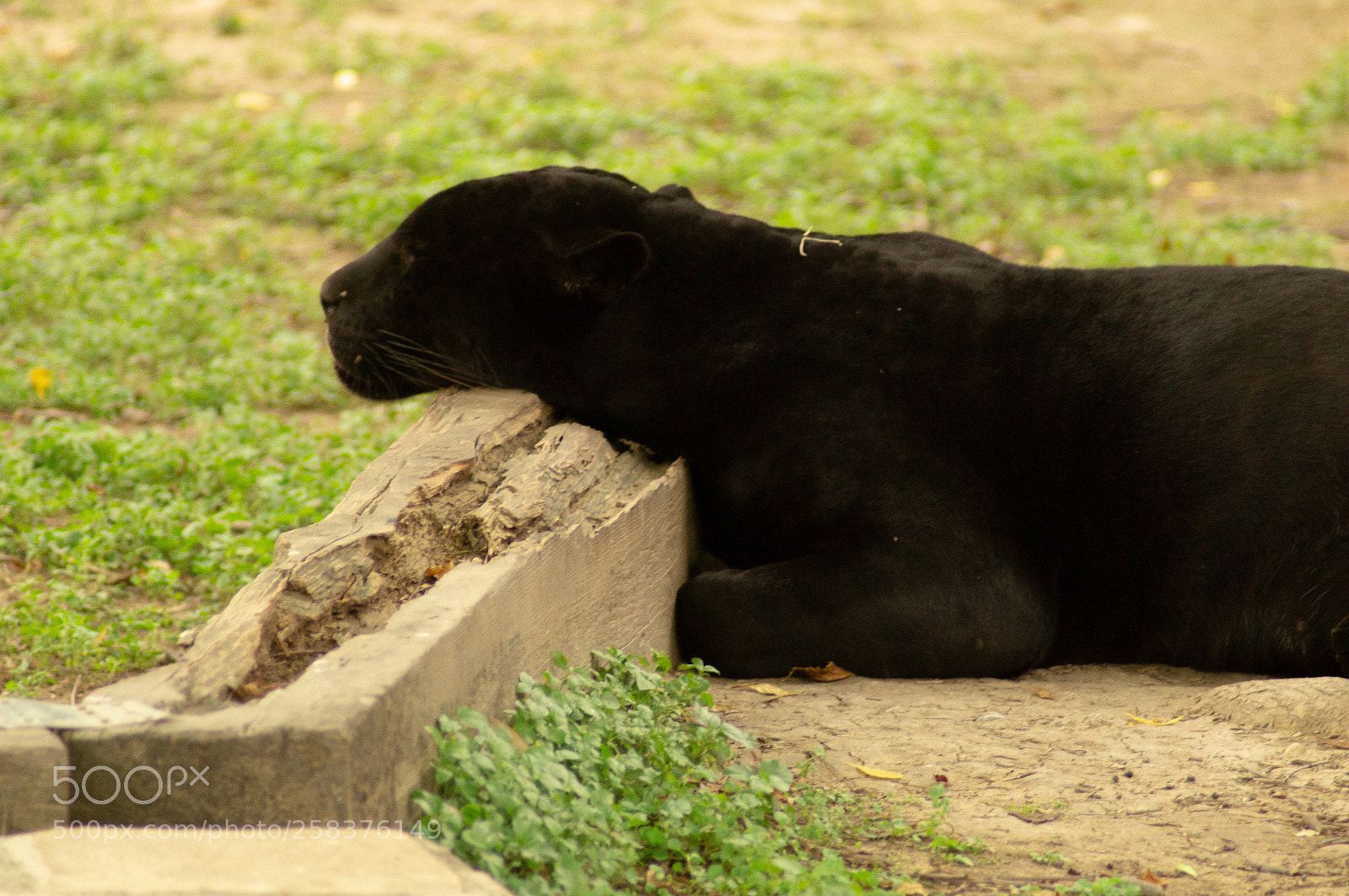 Sony SLT-A37 sample photo. Sleeping (wakanda forever) photography