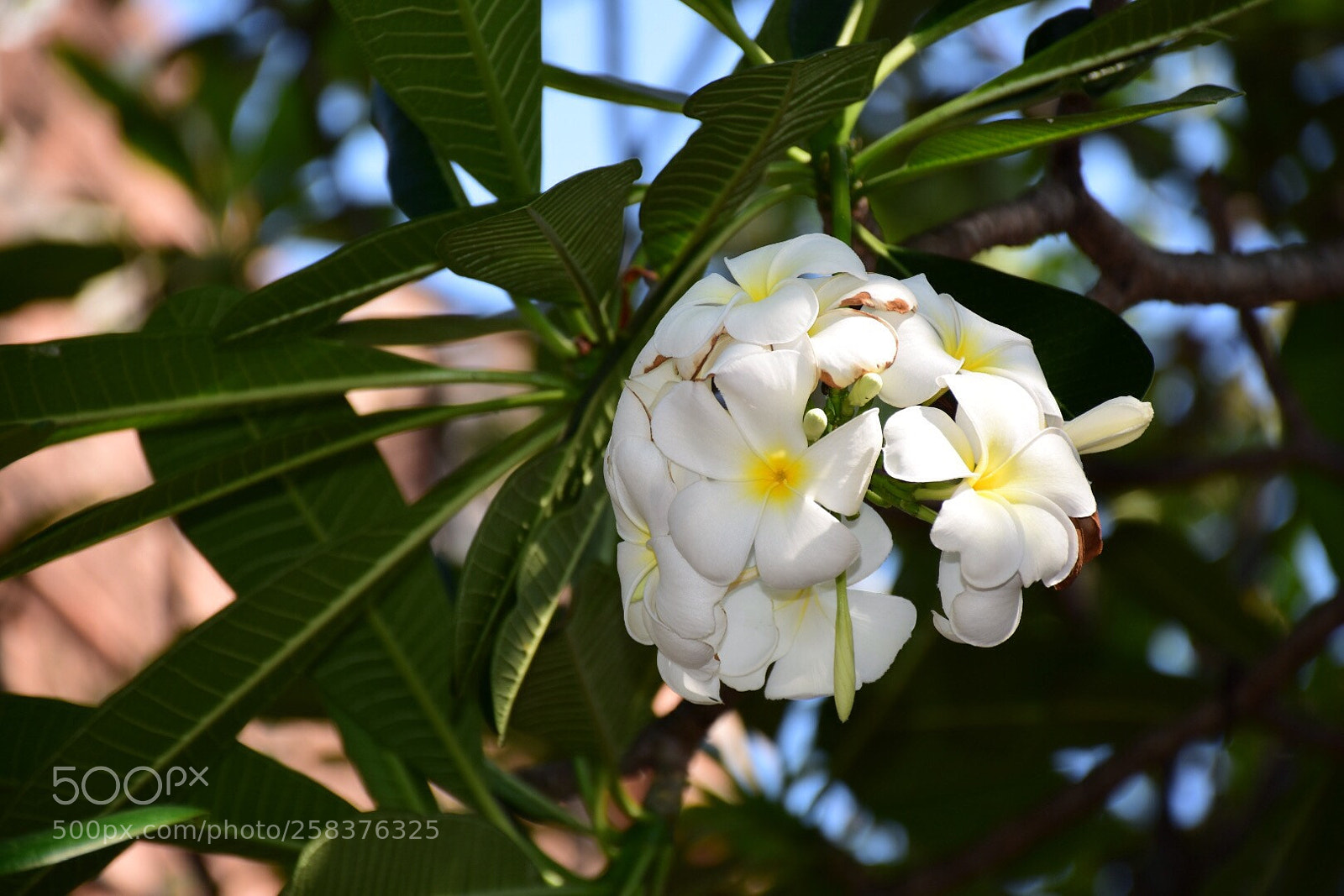 Nikon D5500 sample photo. Untitled photography