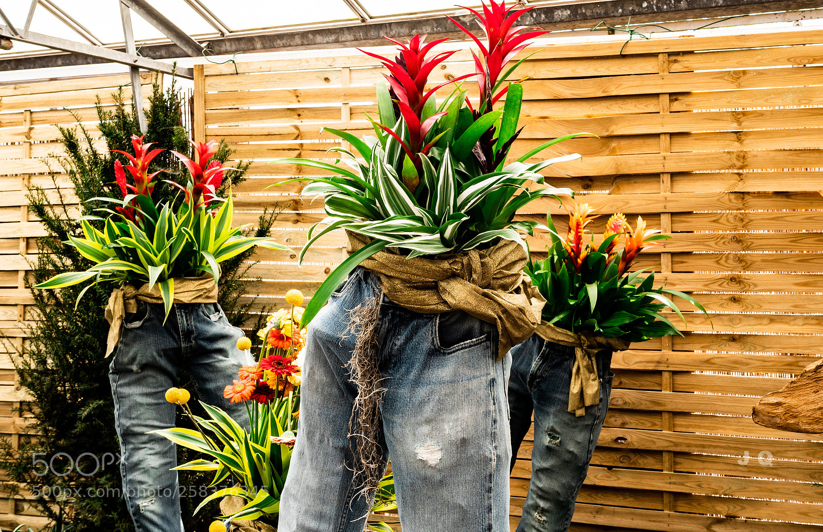 Panasonic Lumix DC-G9 sample photo. Jeans flowers photography