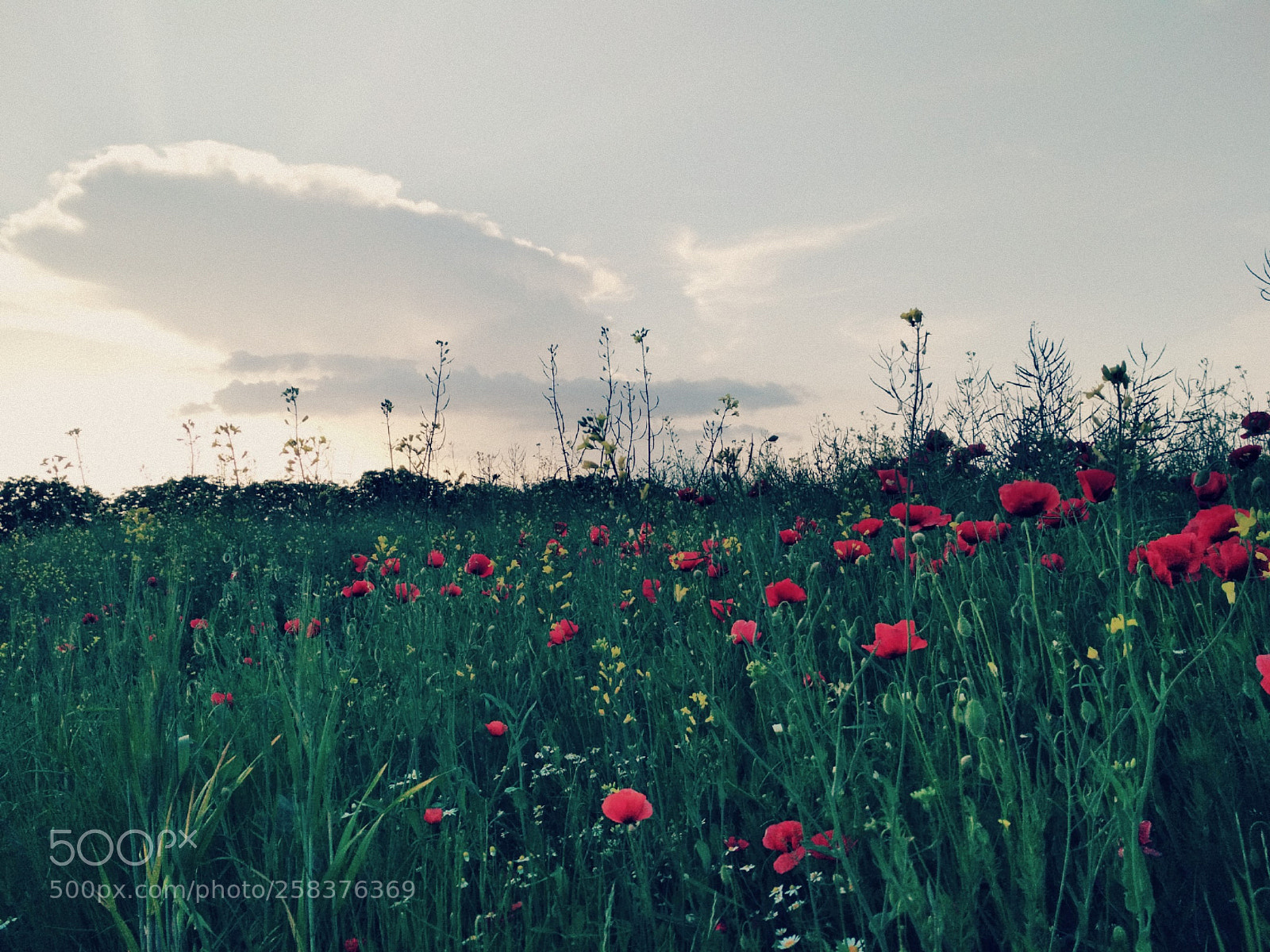 Xiaomi Redmi 4X sample photo. Untitled photography