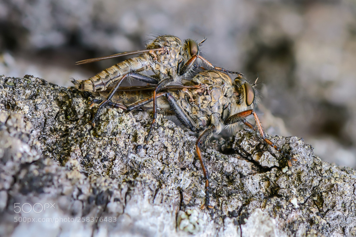 Nikon D610 sample photo. ... photography