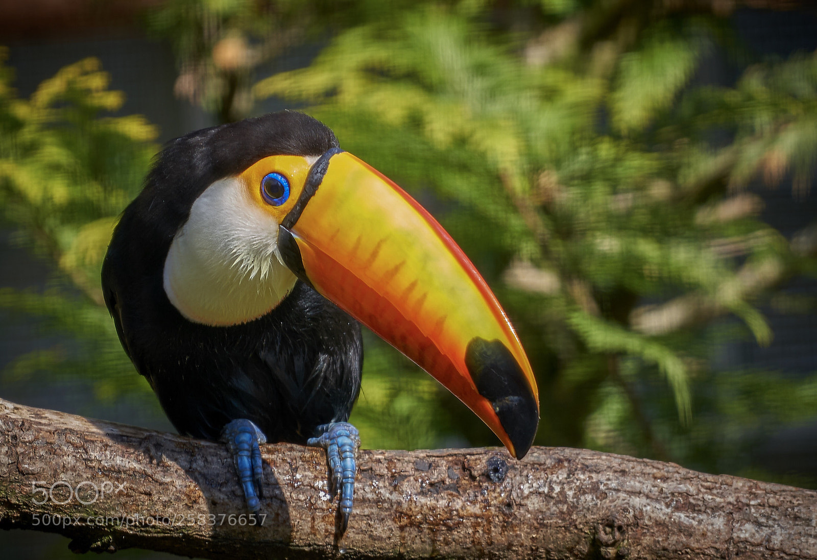 Sony a7R III sample photo. Tucan photography
