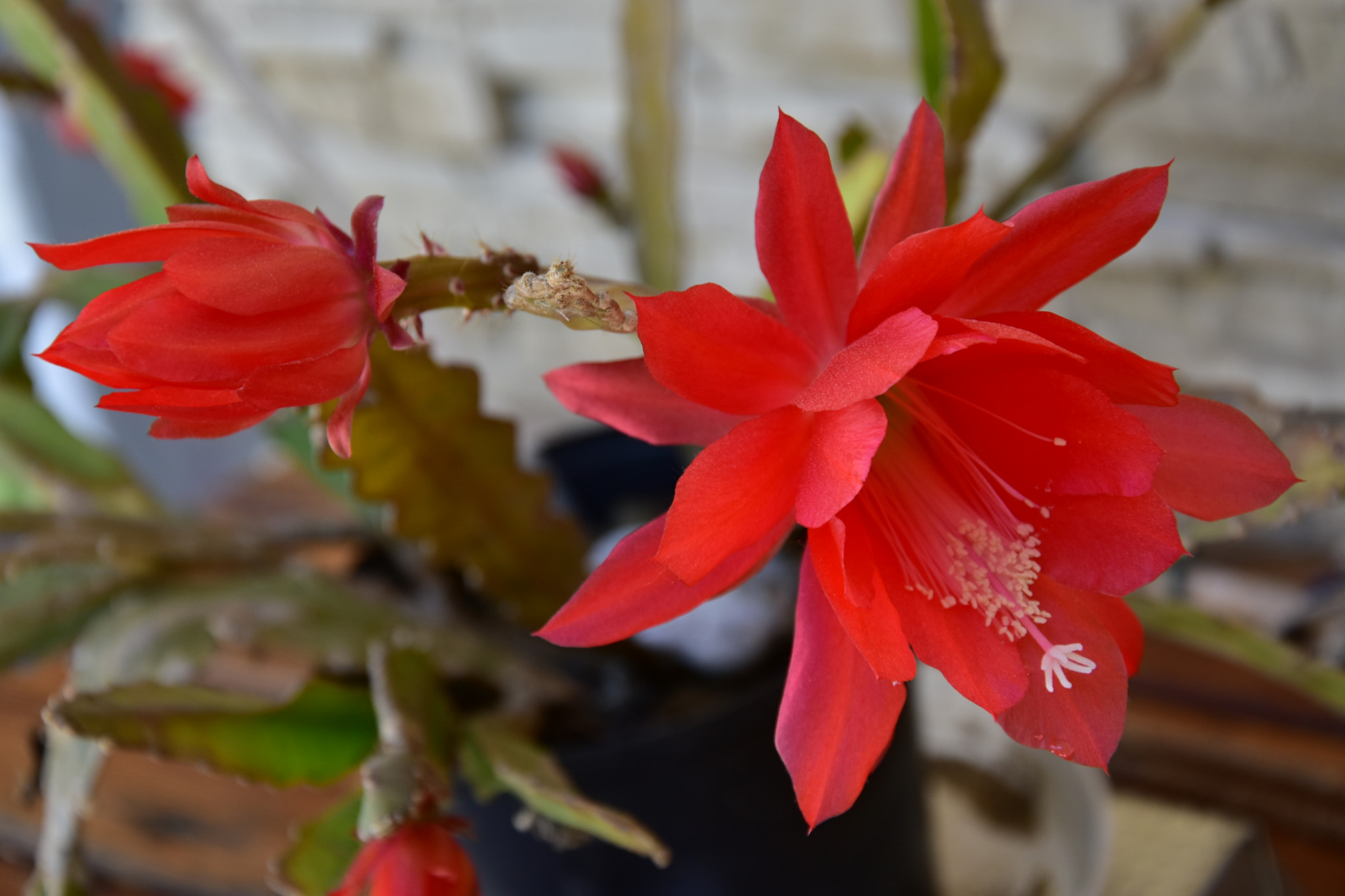 Nikon D5600 sample photo. Dsc photography