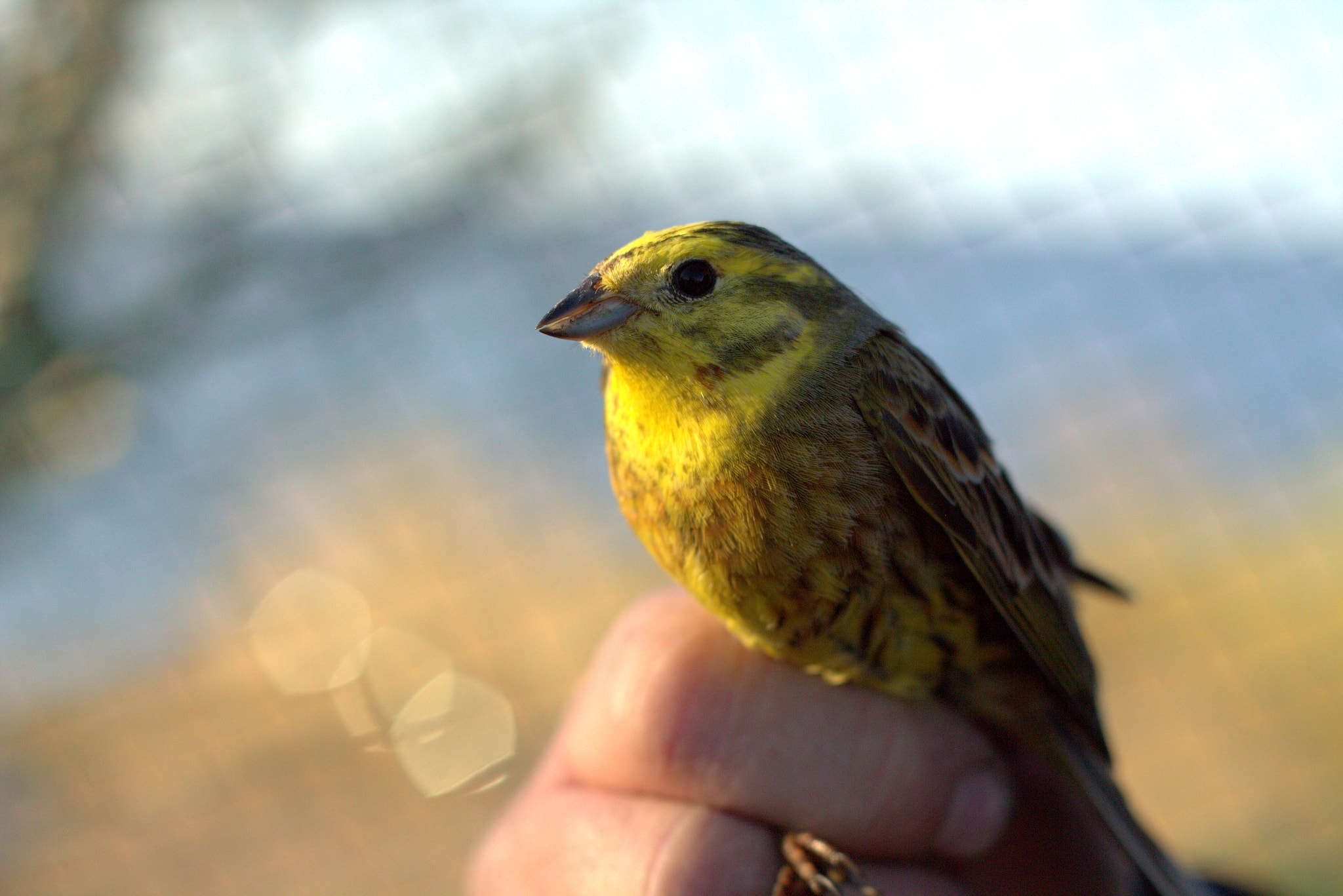 Canon EOS 700D (EOS Rebel T5i / EOS Kiss X7i) + Canon EF 50mm F1.8 II sample photo. Emberiza citrinella photography