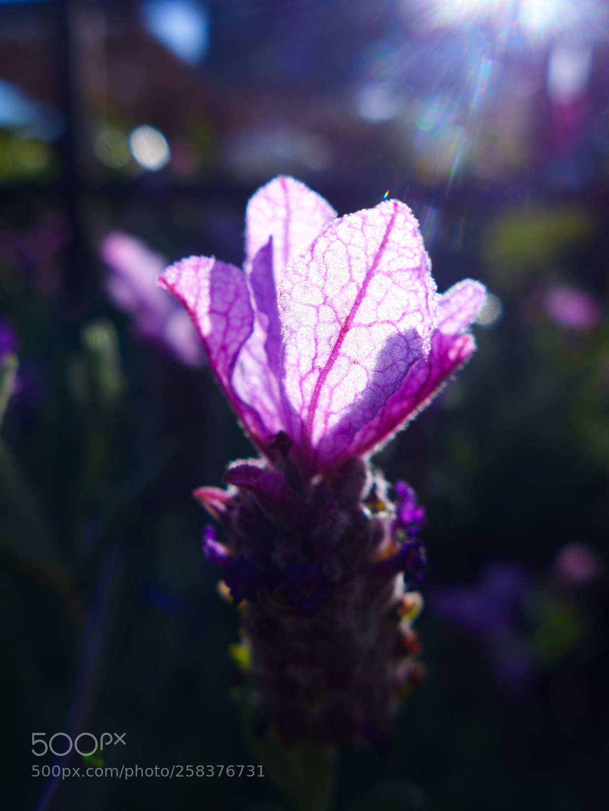 Panasonic Lumix DMC-LX7 sample photo. Pink light photography