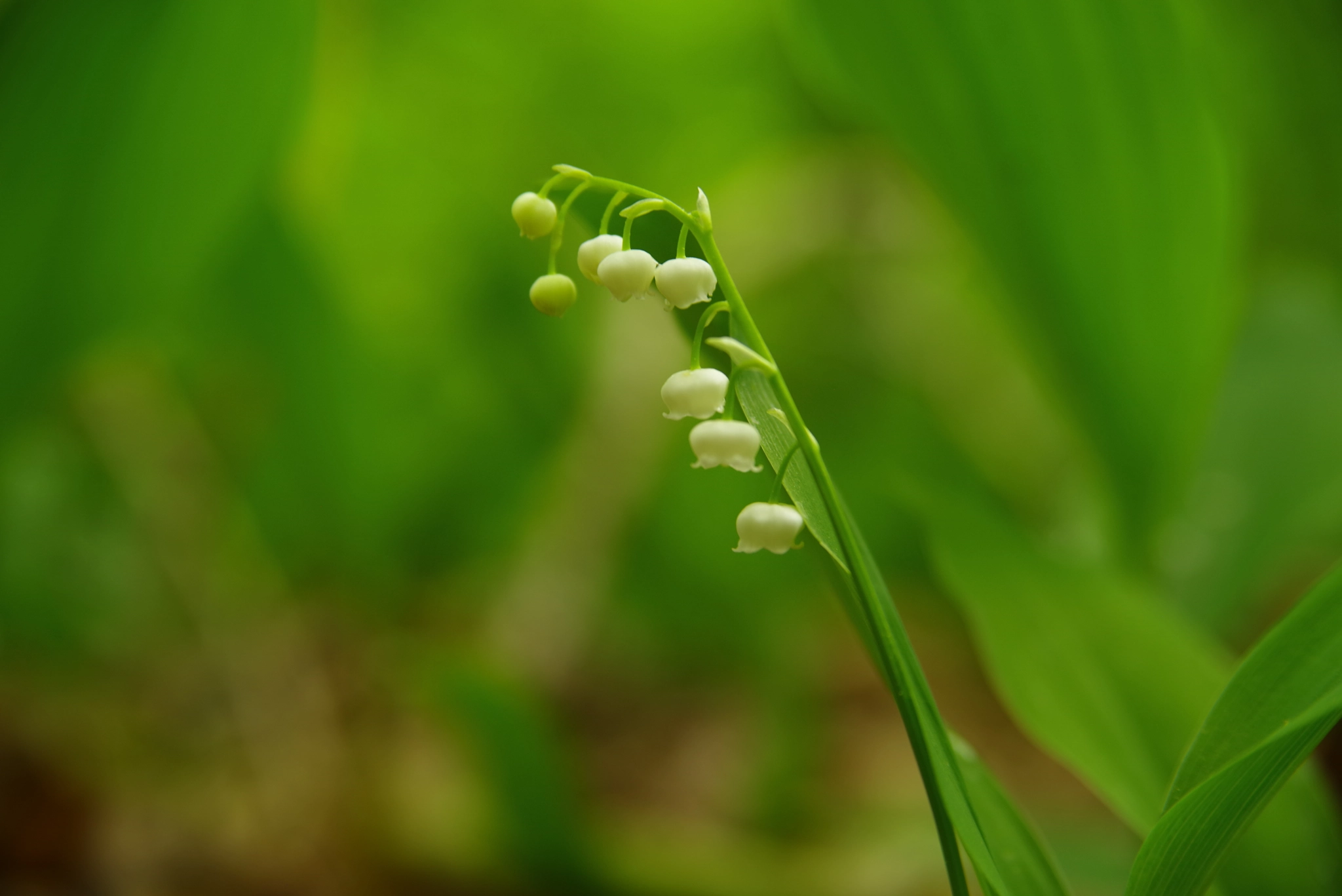 Pentax K-1 sample photo. Convallaria majalis photography