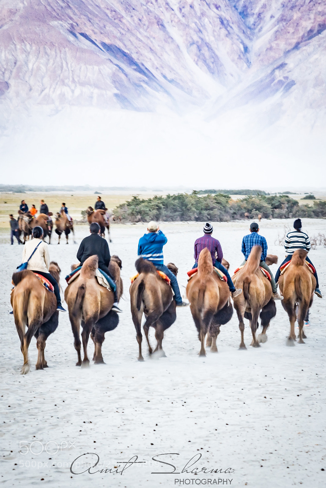 Nikon D750 sample photo. Camel safari photography