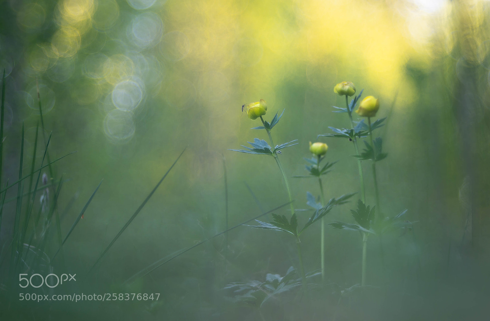 Nikon Df sample photo. Mosquito photography