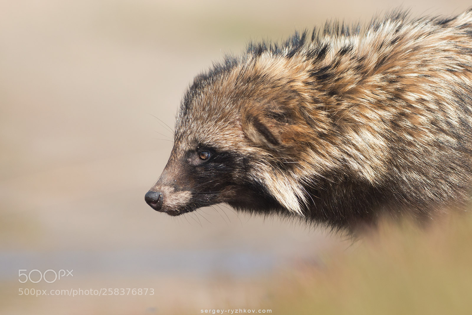 Nikon D800 sample photo. Raccoon dog portrait. nyctereutes photography