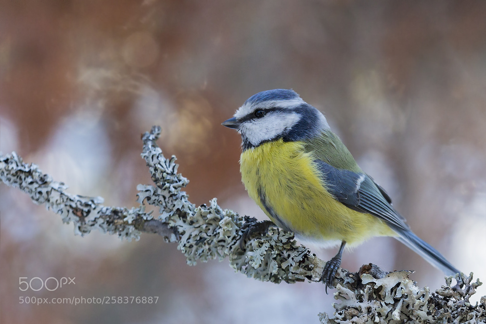 Canon EOS 6D sample photo. Sinitiainen, blue tit photography