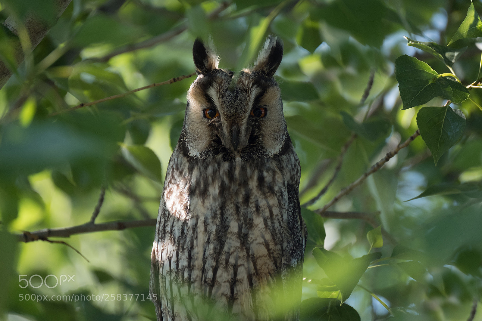 Fujifilm X-T2 sample photo. Owl photography