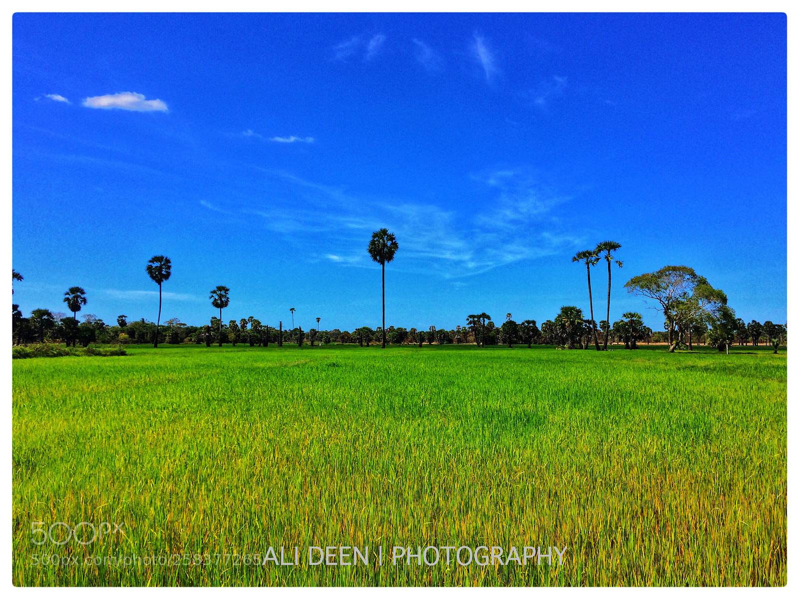 Apple iPhone 5s sample photo. Paddy  photography