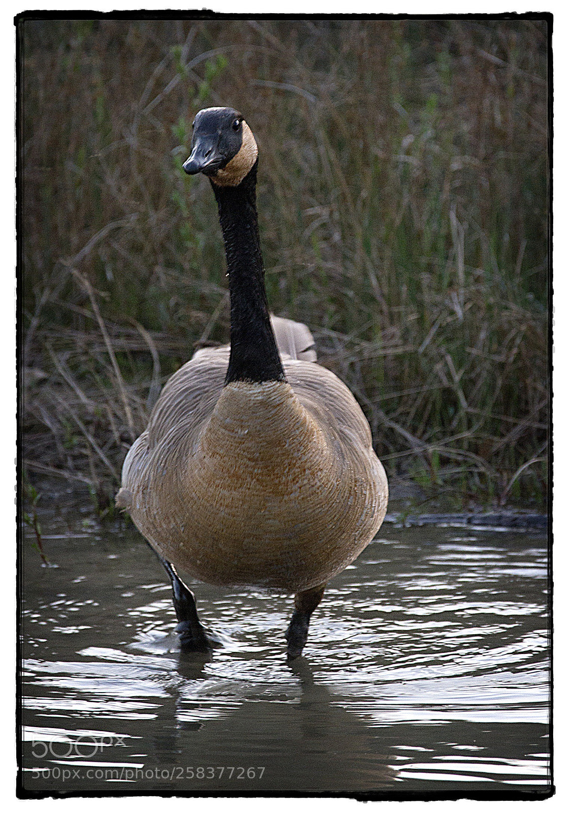 Canon EOS 7D sample photo. Canada goose  photography