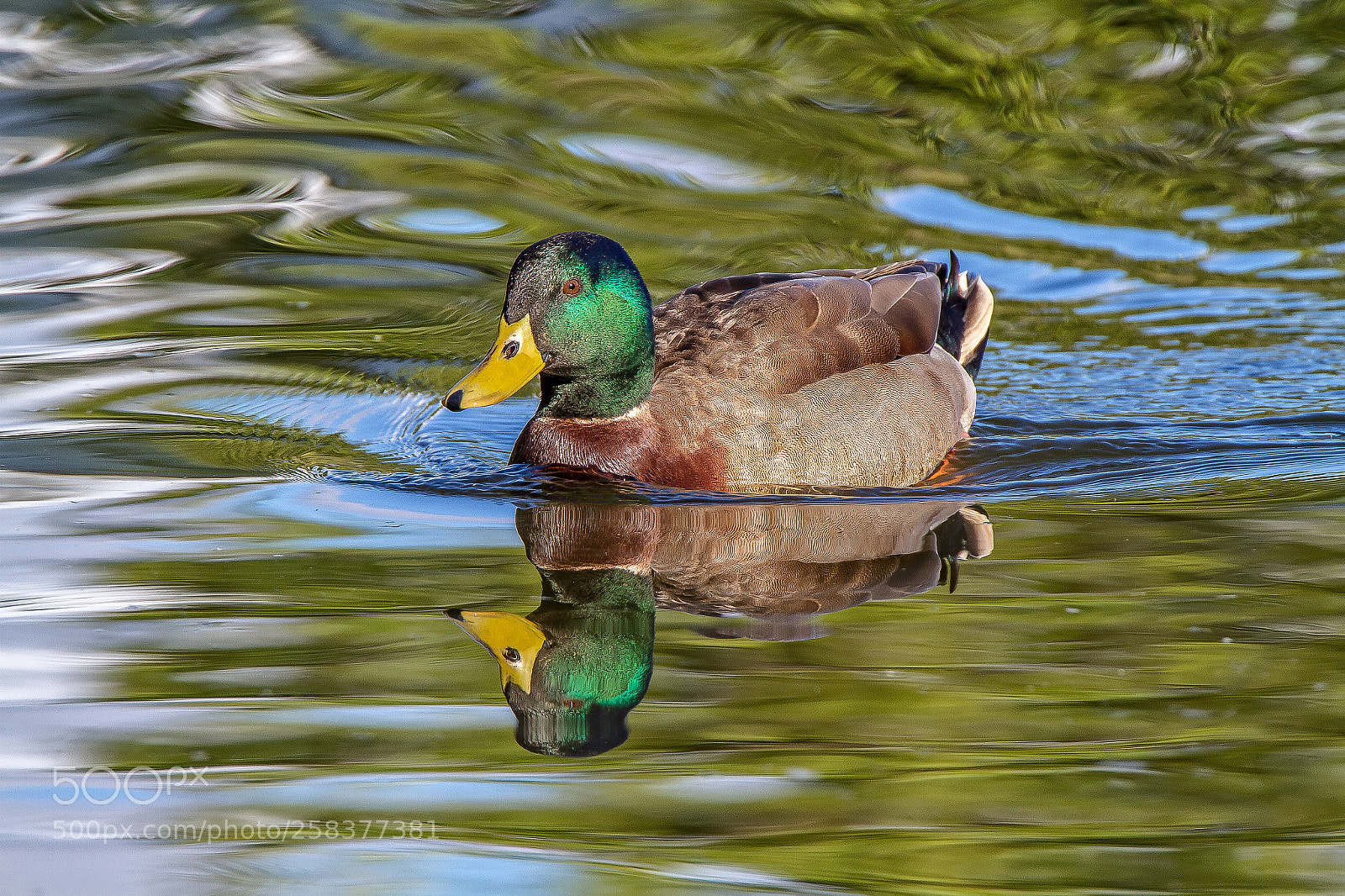 Canon EOS 7D sample photo. Mallard duck photography