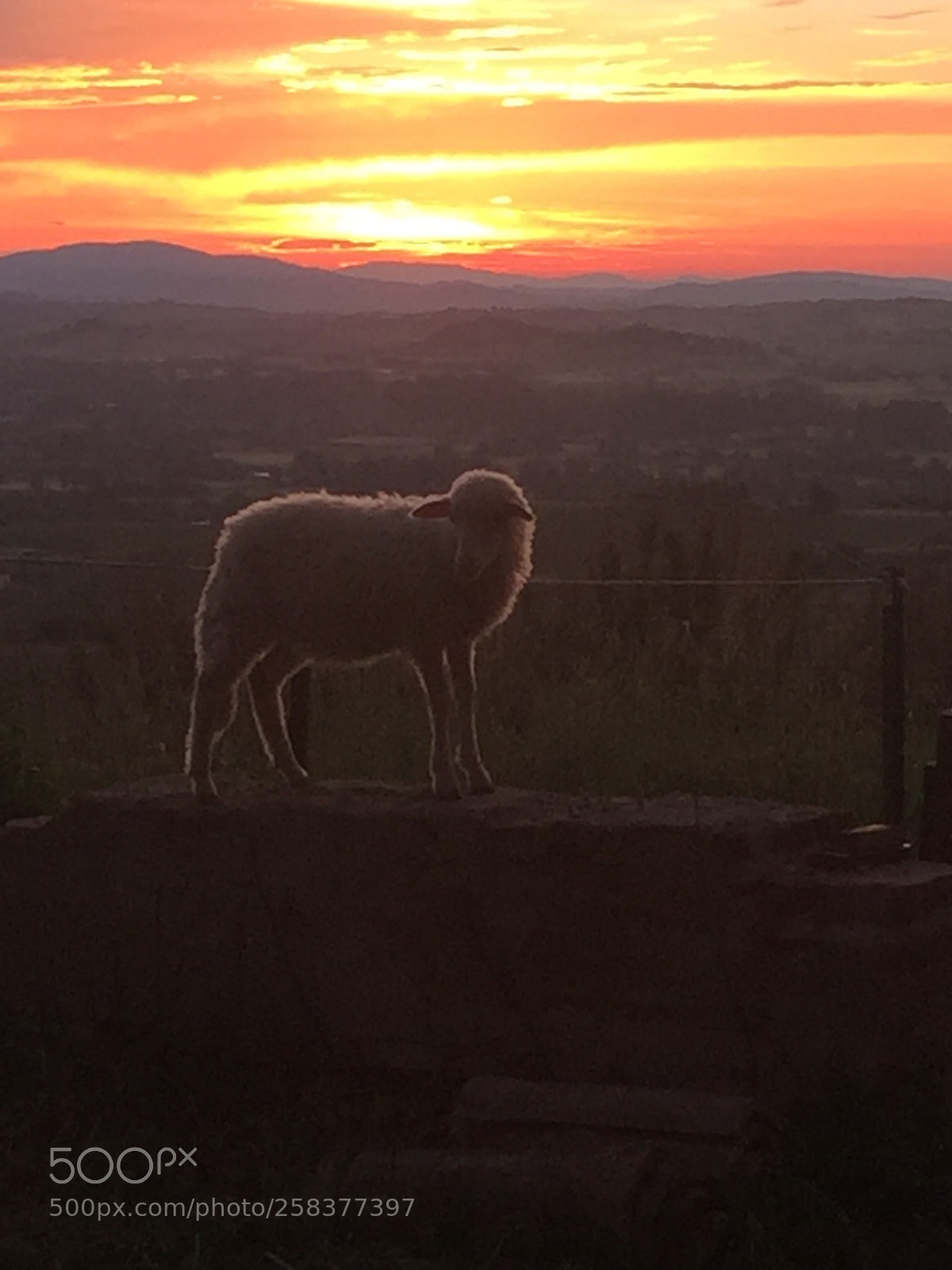Apple iPhone 6 sample photo. Lamb at sunset photography