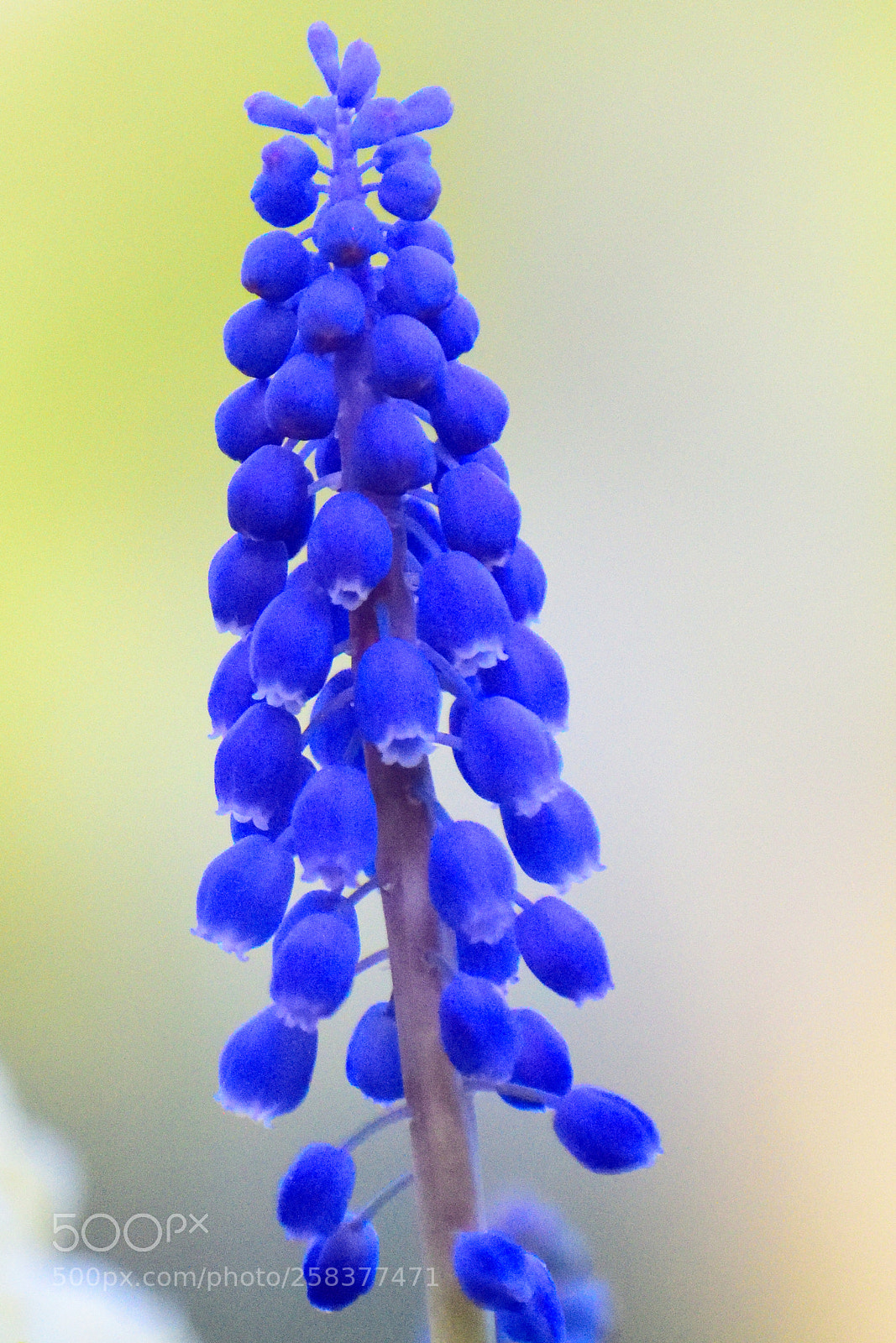 Nikon D3300 sample photo. - grape hyacinth - photography