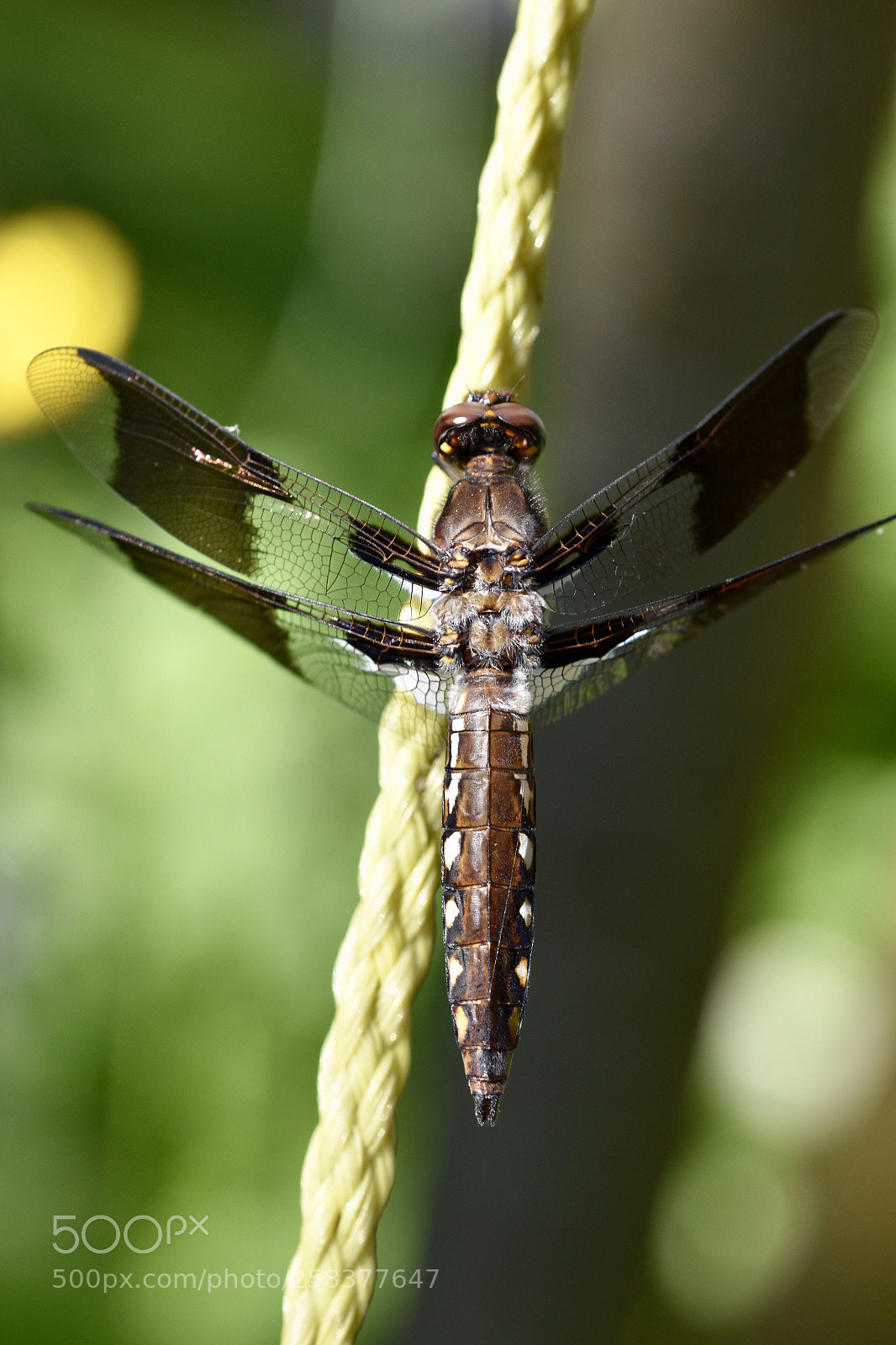 Nikon D7200 sample photo. Dragonfly on a roap photography