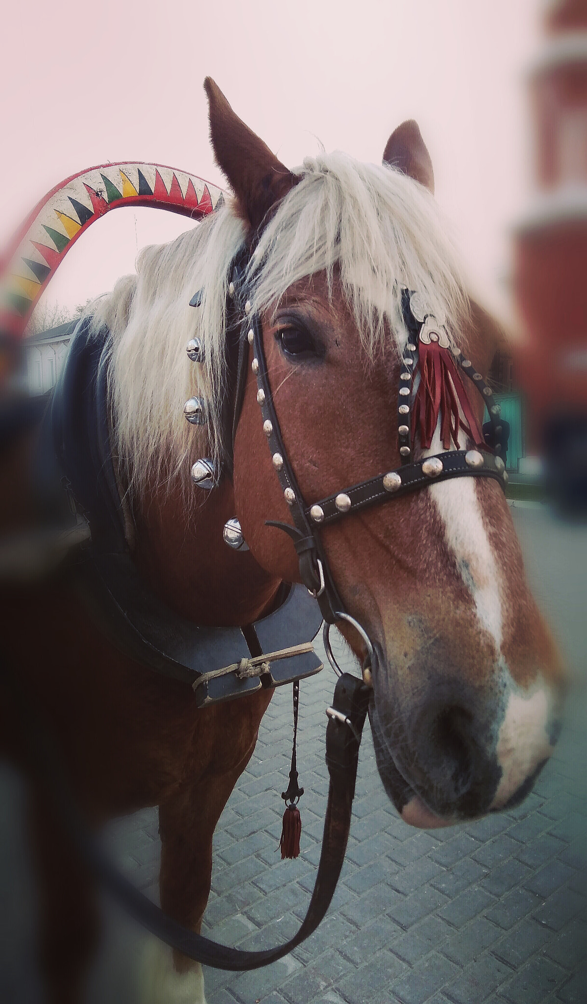 HUAWEI Honor 6A sample photo. Hey. i'm a horse, and i'm very beautiful, right? photography