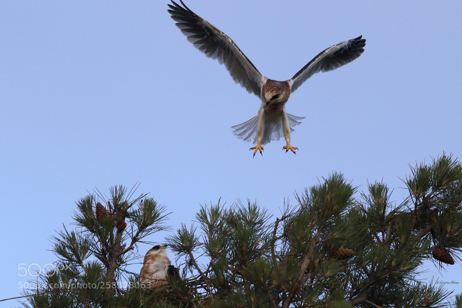 Canon EOS 7D Mark II sample photo. Juvenile white tail kite photography