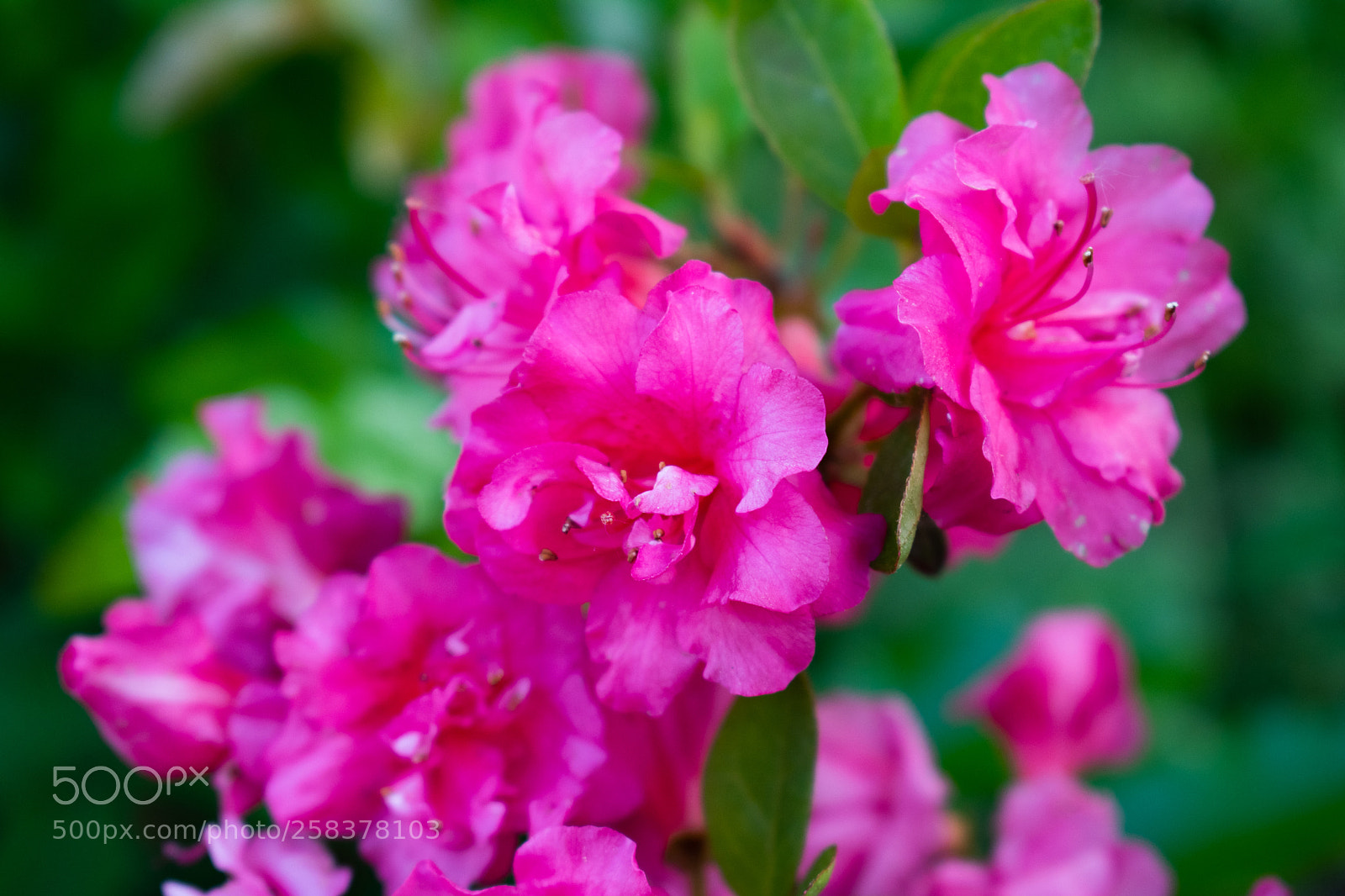 Nikon D5600 sample photo. Dsc photography