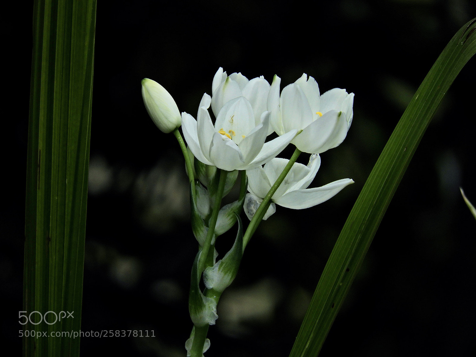 Nikon Coolpix B700 sample photo. White flowers photography