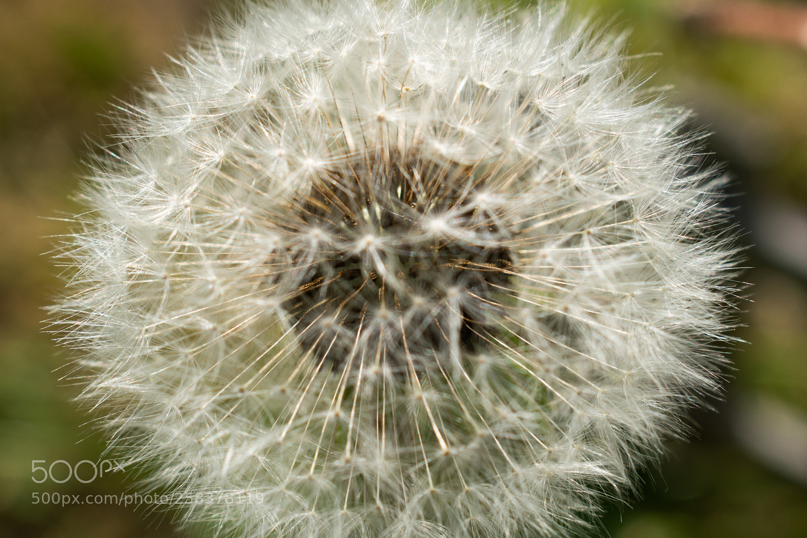 Nikon D5600 sample photo. Dsc photography