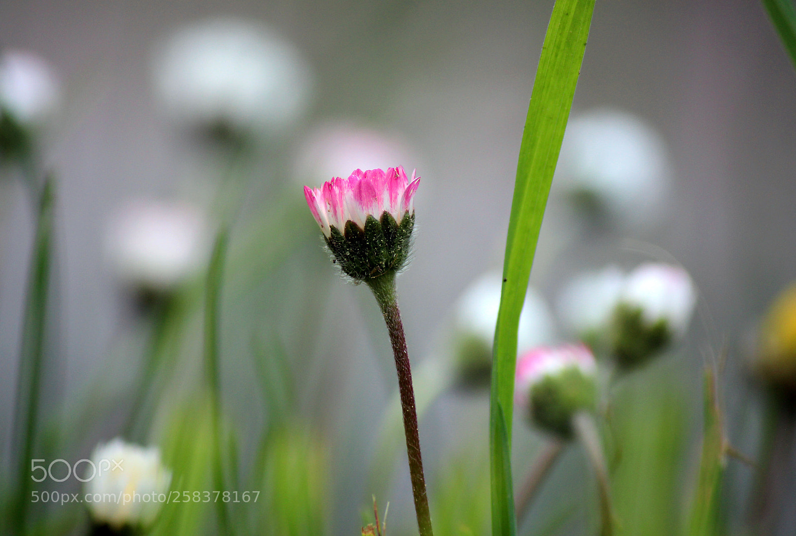 Canon EOS 600D (Rebel EOS T3i / EOS Kiss X5) sample photo. Minmal photography