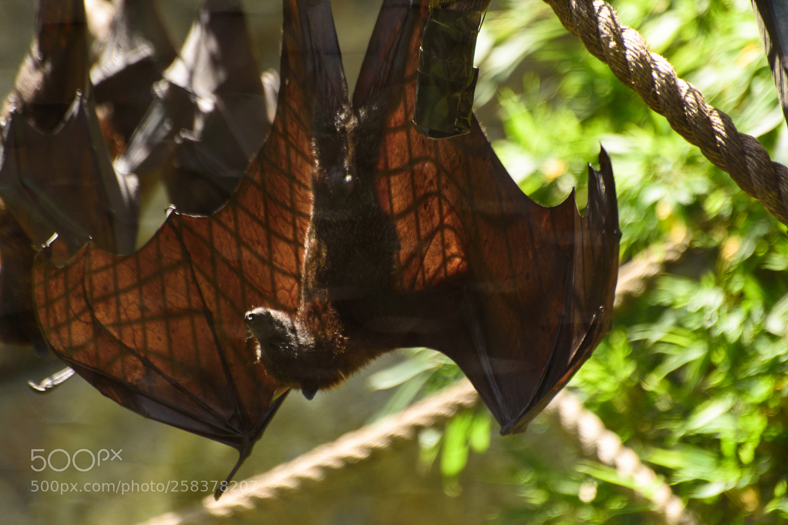 Nikon D750 sample photo. Fruit bat photography