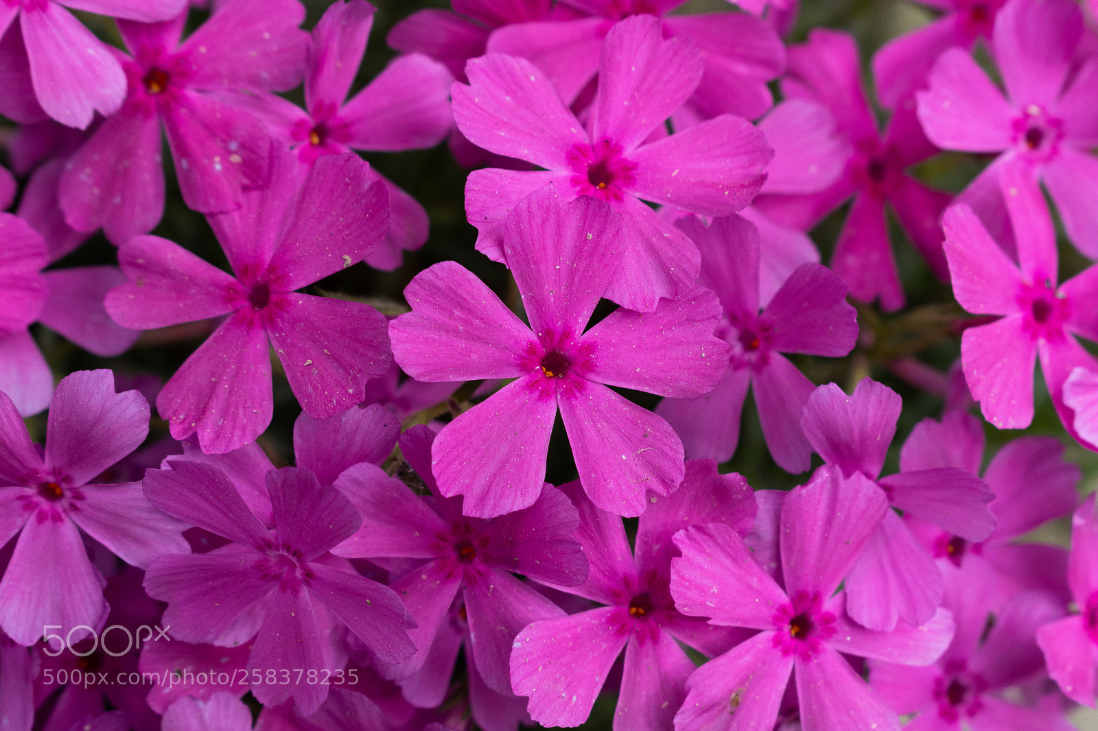Nikon D5600 sample photo. Dsc photography