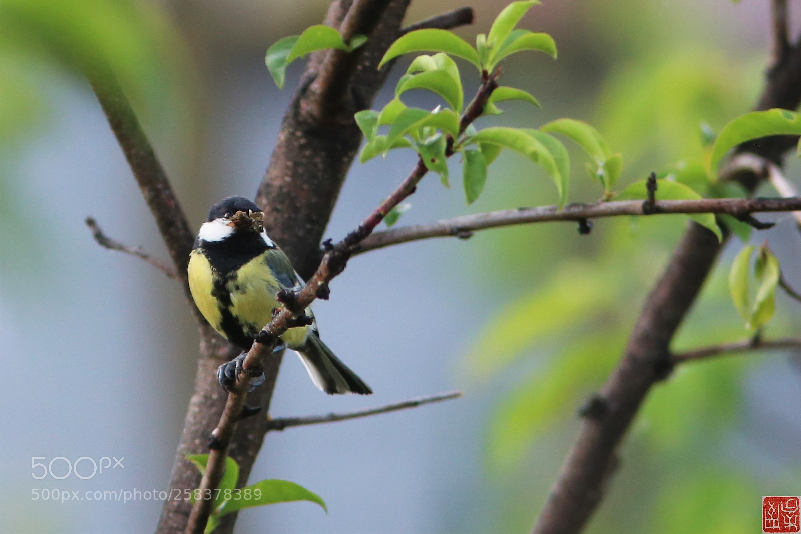 Canon EOS 6D sample photo. Parus major photography