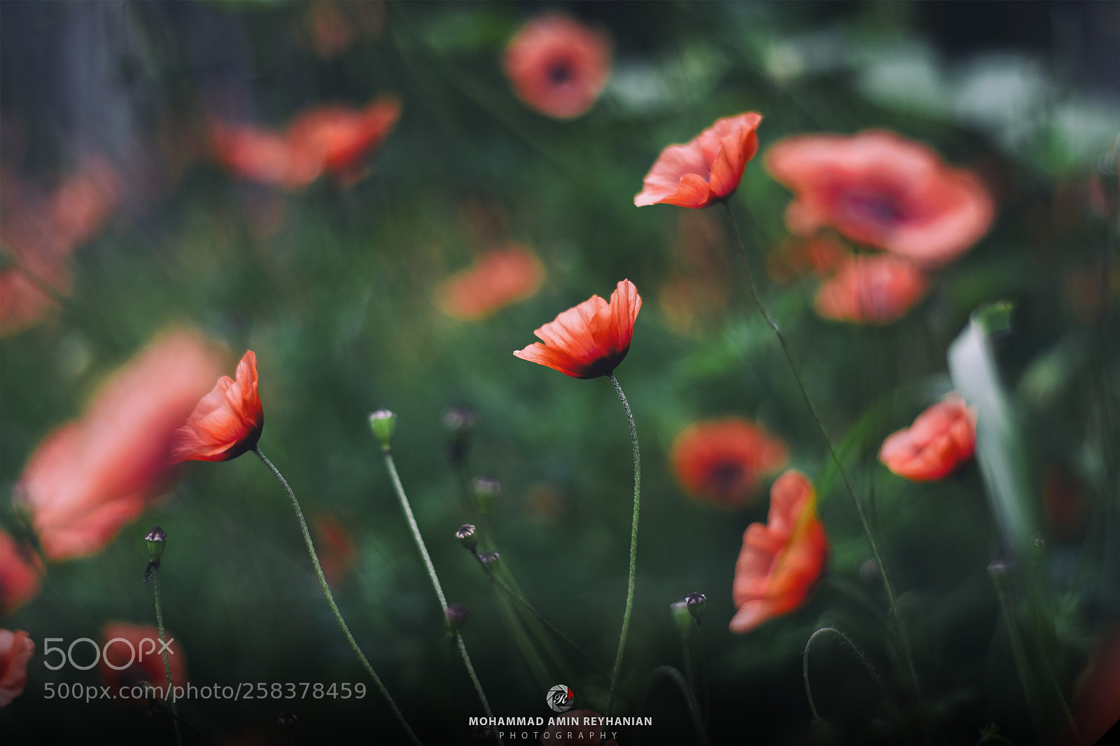 Nikon D7200 sample photo. Lovely poppy photography