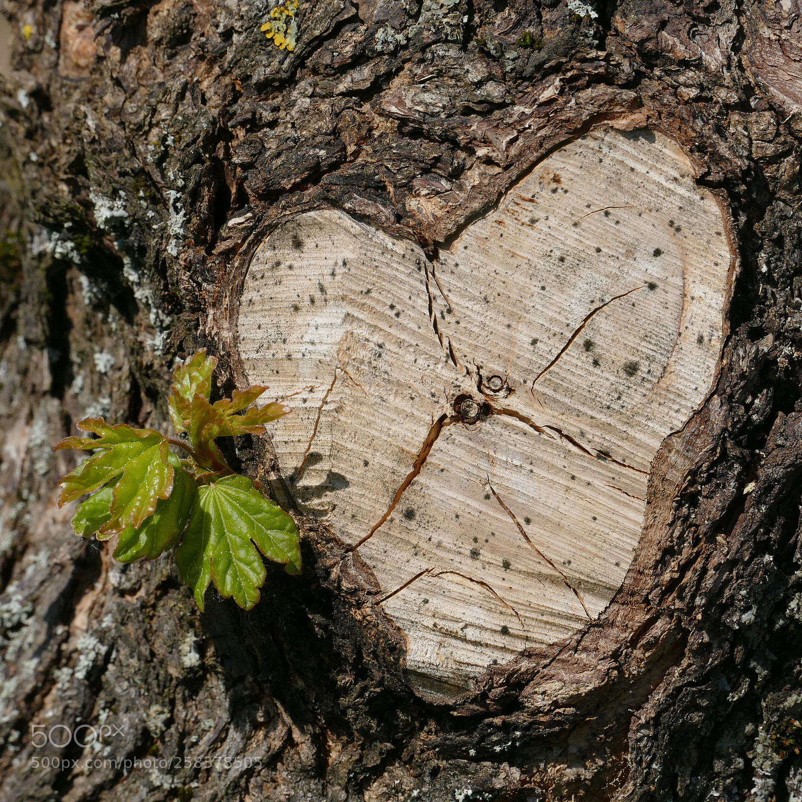 Panasonic Lumix DMC-FZ1000 sample photo. Wooden heart photography