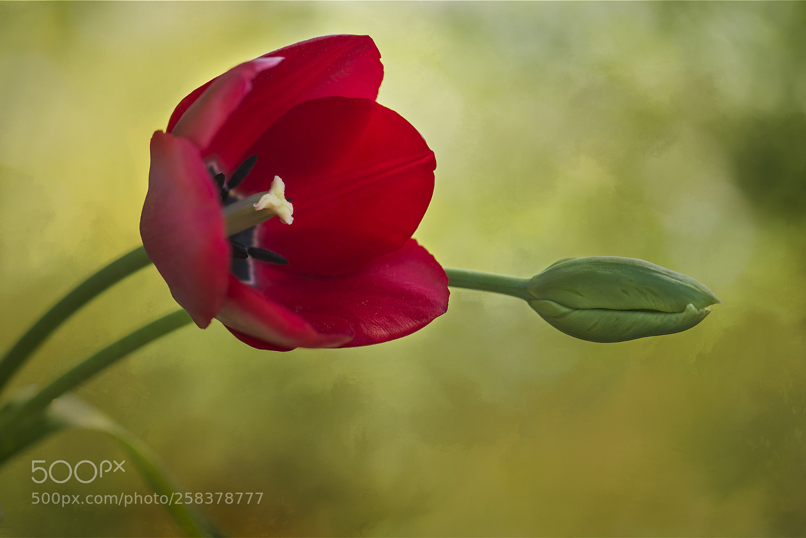 Nikon D600 sample photo. Red tulip and a photography