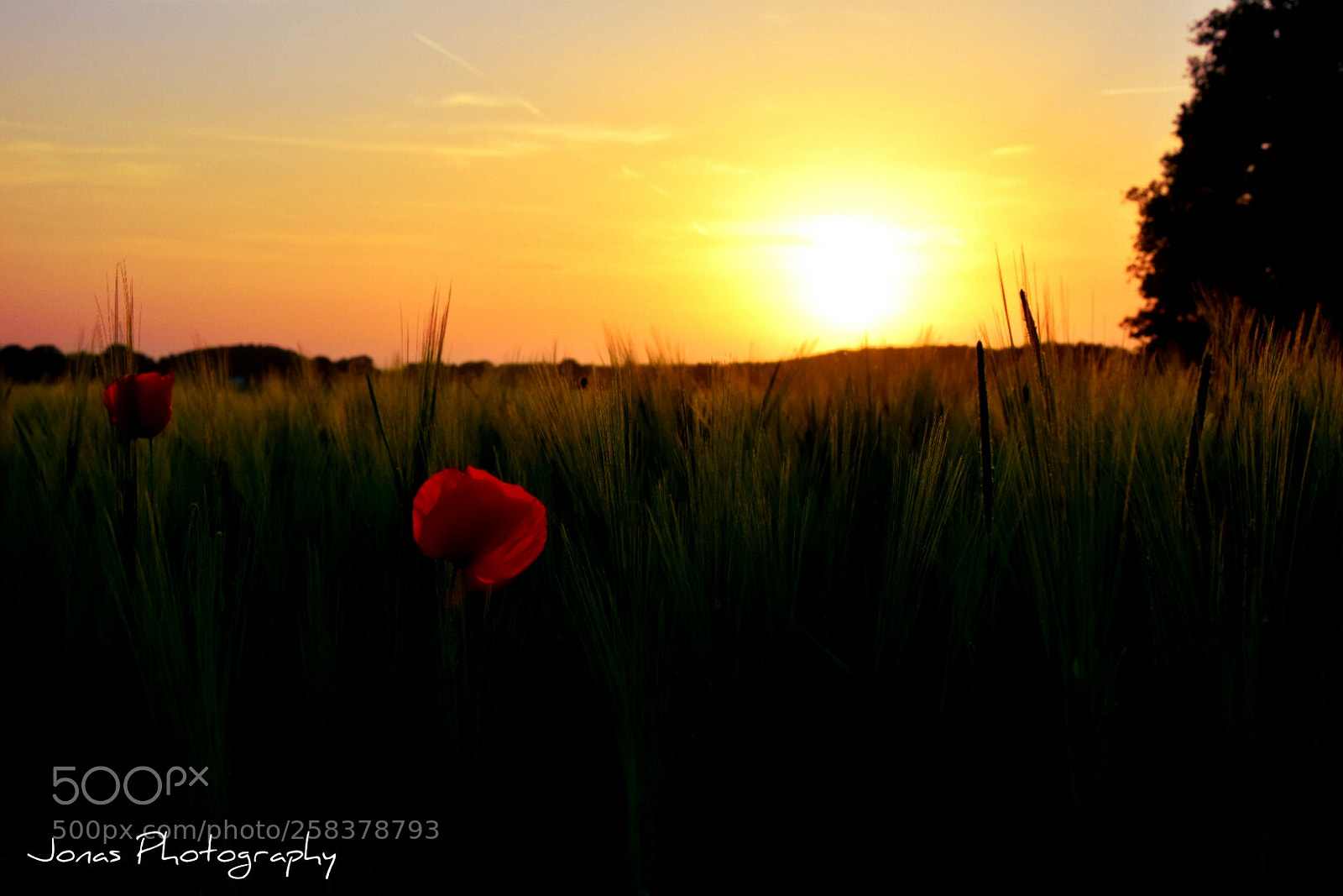 Nikon D5300 sample photo. Poppy in landscape photography
