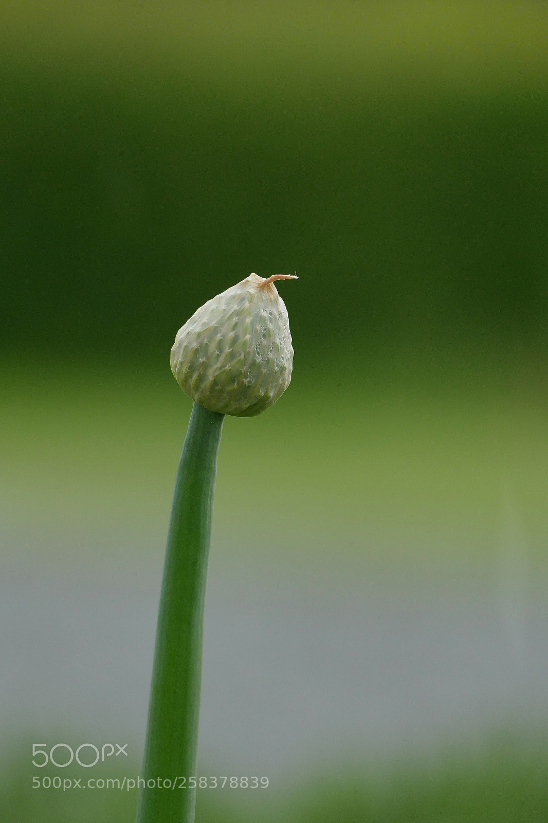Panasonic Lumix DMC-FZ1000 sample photo. Allium ii photography