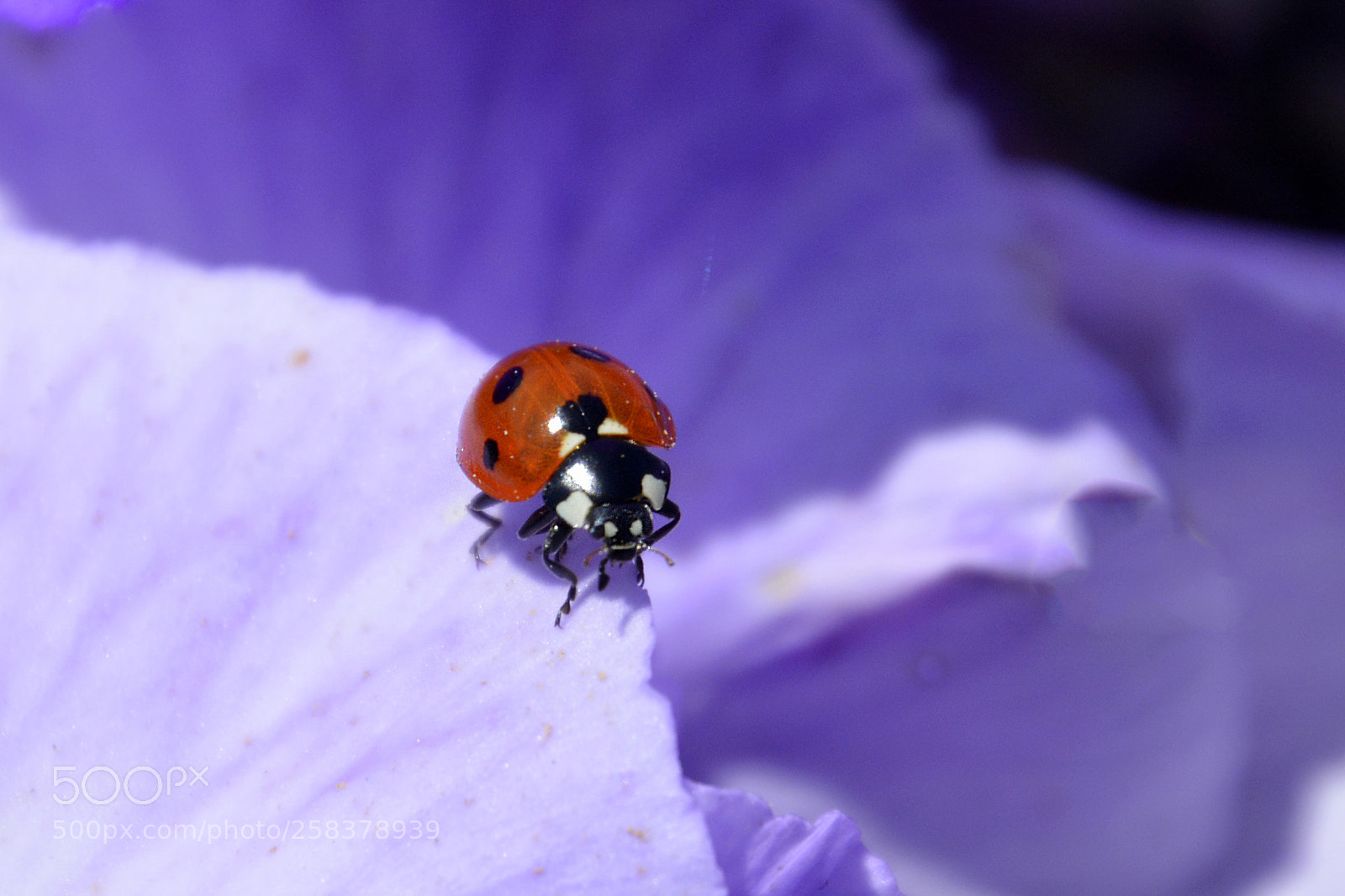 Nikon D5200 sample photo. On the edge photography