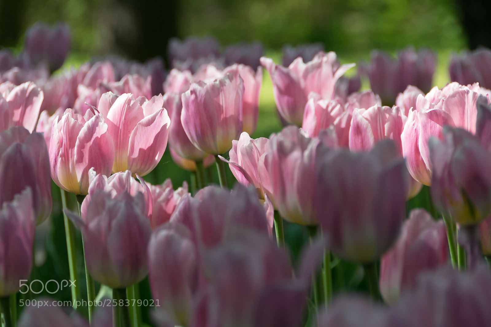 Nikon D3300 sample photo. Light of spring photography