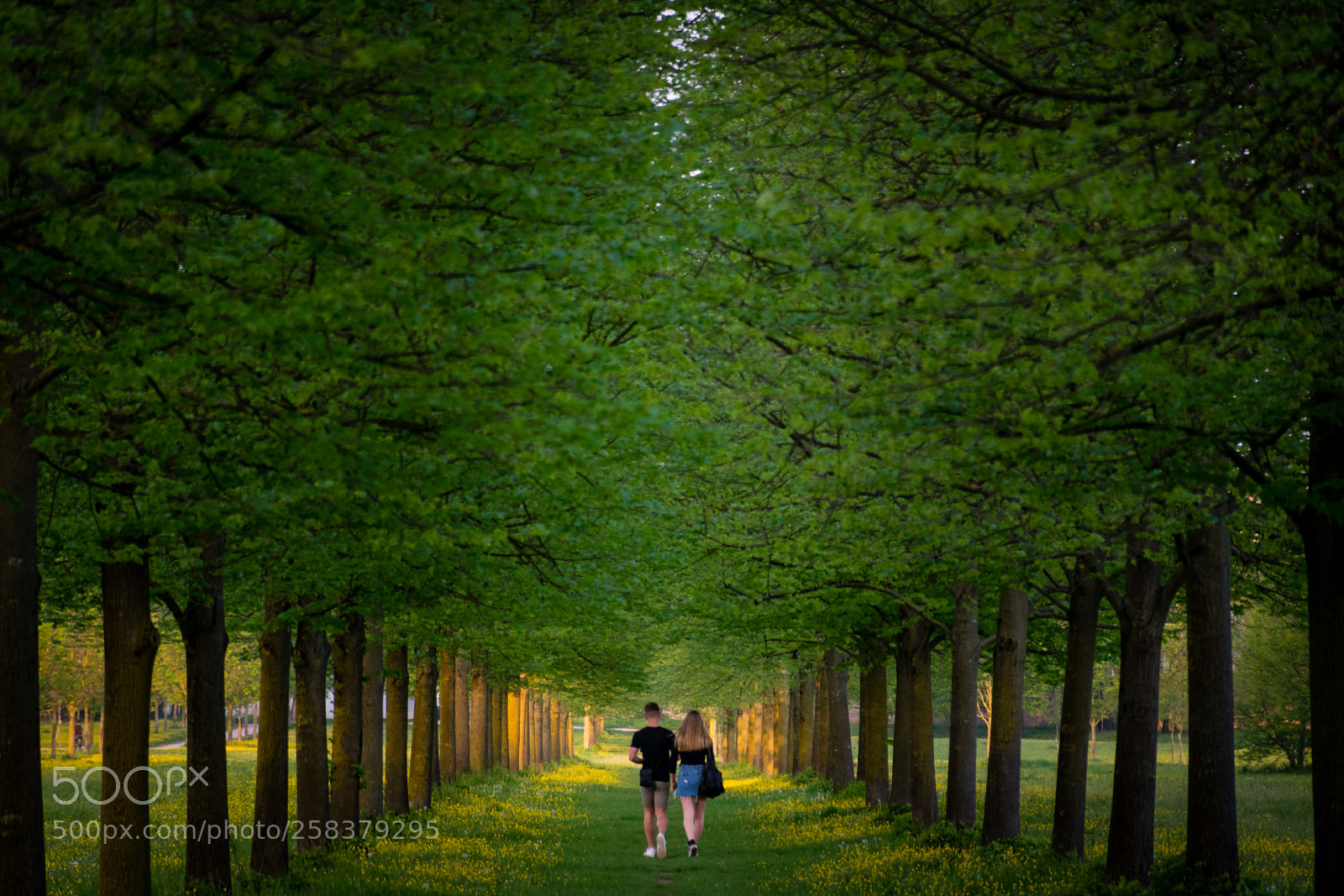Nikon D5300 sample photo. Walk photography