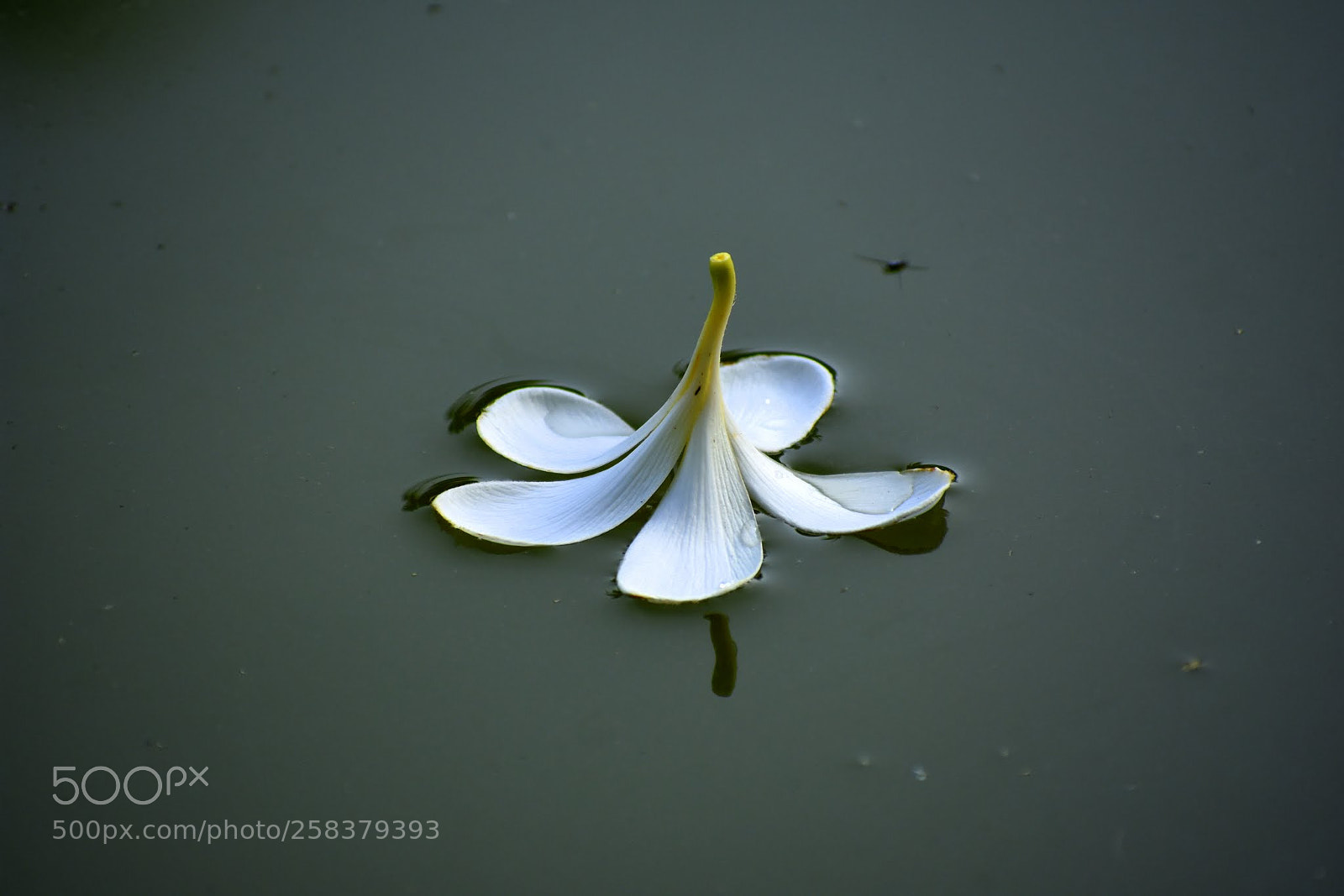 Nikon D7200 sample photo. Untitled photography