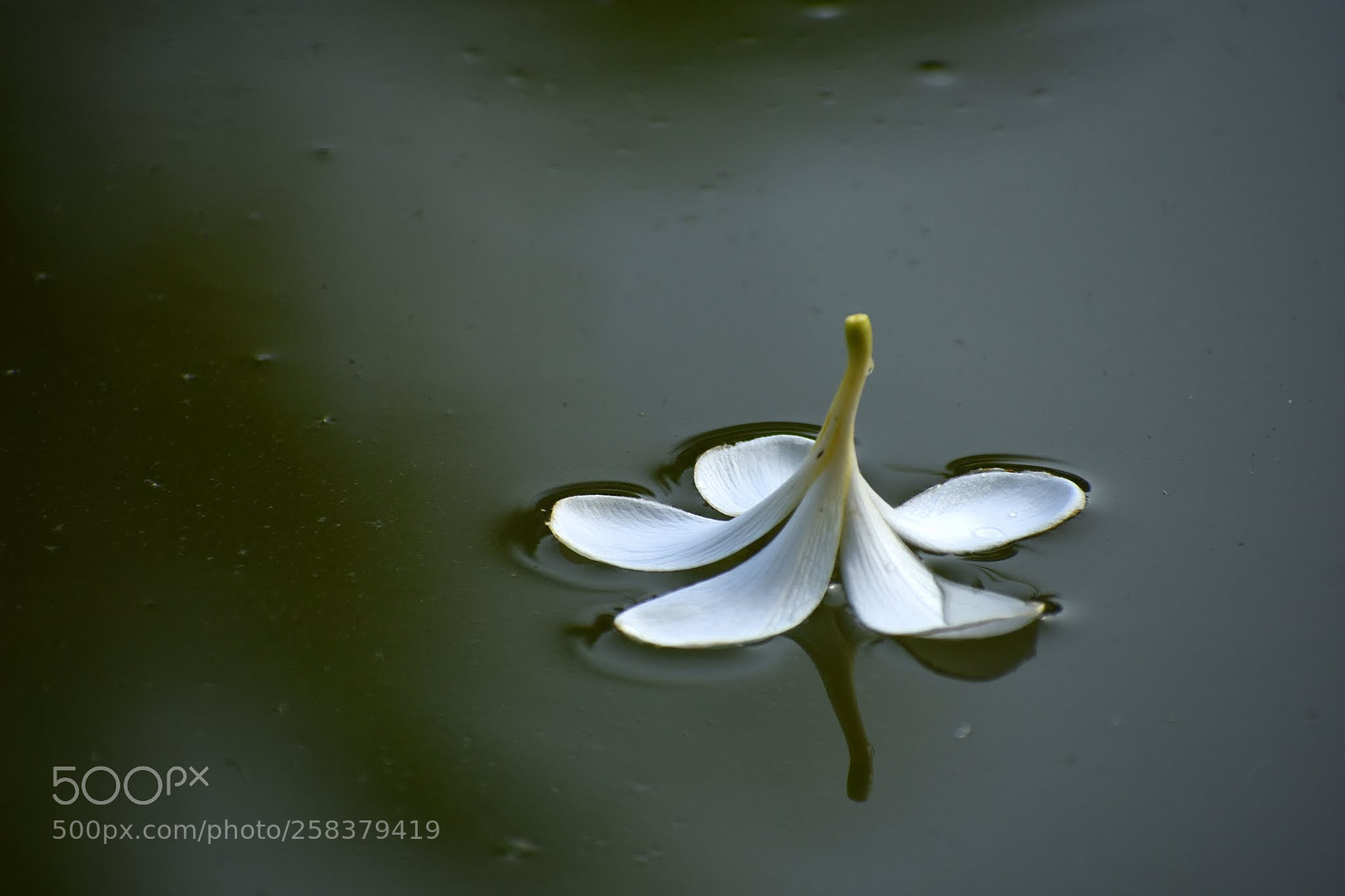 Nikon D7200 sample photo. Untitled photography