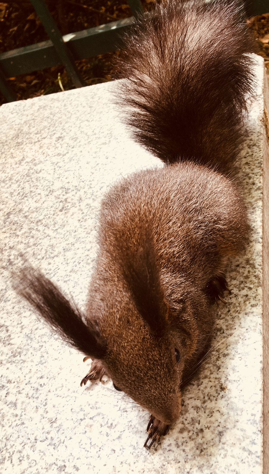 Apple iPhone 6s sample photo. Squirrel photography